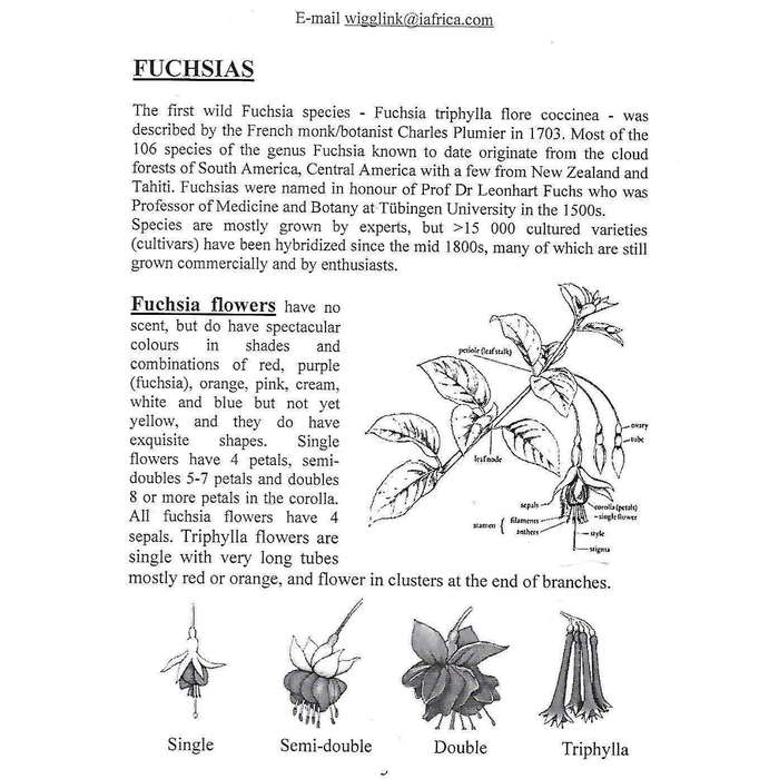 Growing Fuchsias | Jan Wiggelinkhuizen