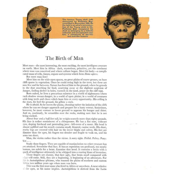 Man in Africa (With a Foreword by Phillip Tobias) | Roy W. Terry