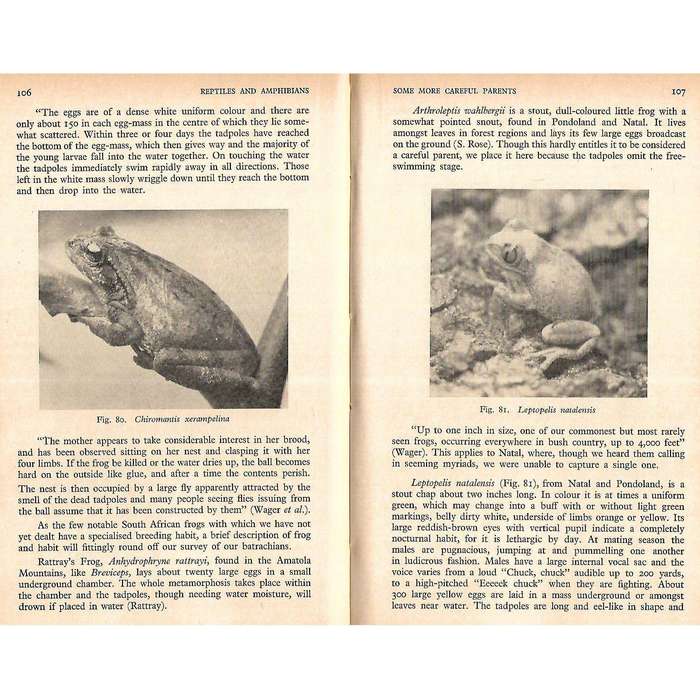 The Reptiles & Amphibians of Southern Africa | Walter Rose