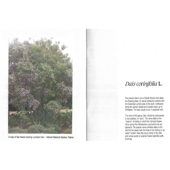 Tree of the Year 1992: Dias cotinifolia | C. J. Esterhuyse