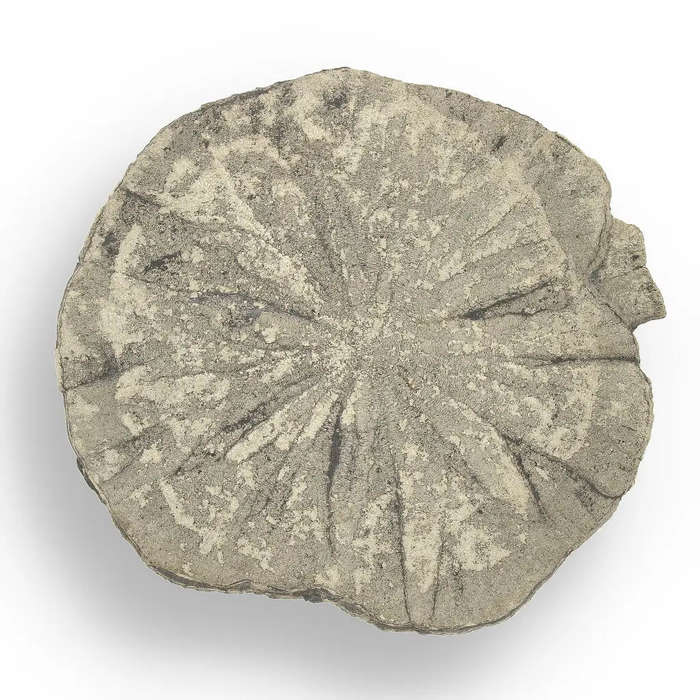 Pyrite Sun: Fascinating Illinois Find with Natural Beauty