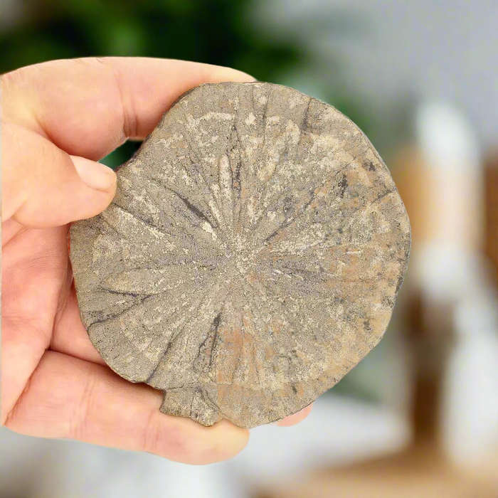 Pyrite Sun: Fascinating Illinois Find with Natural Beauty