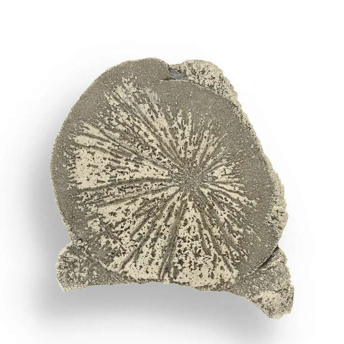 Pyrite Sun: Illinois-Grown Specimen with Intricate Details