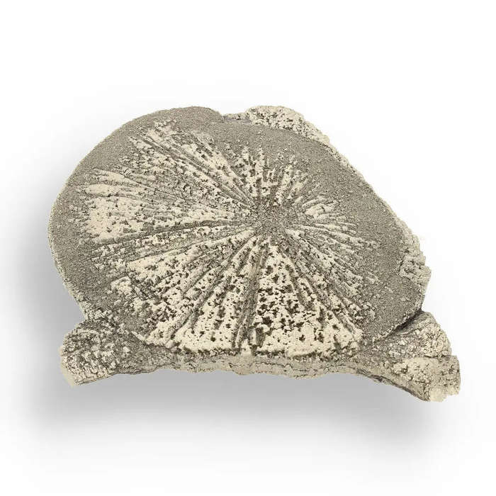 Pyrite Sun: Illinois-Grown Specimen with Intricate Details
