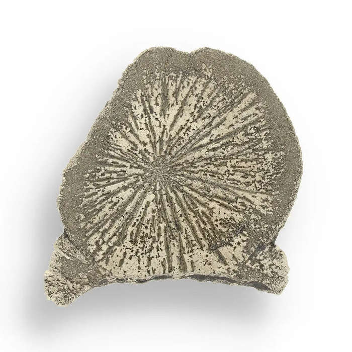 Pyrite Sun: Illinois-Grown Specimen with Intricate Details