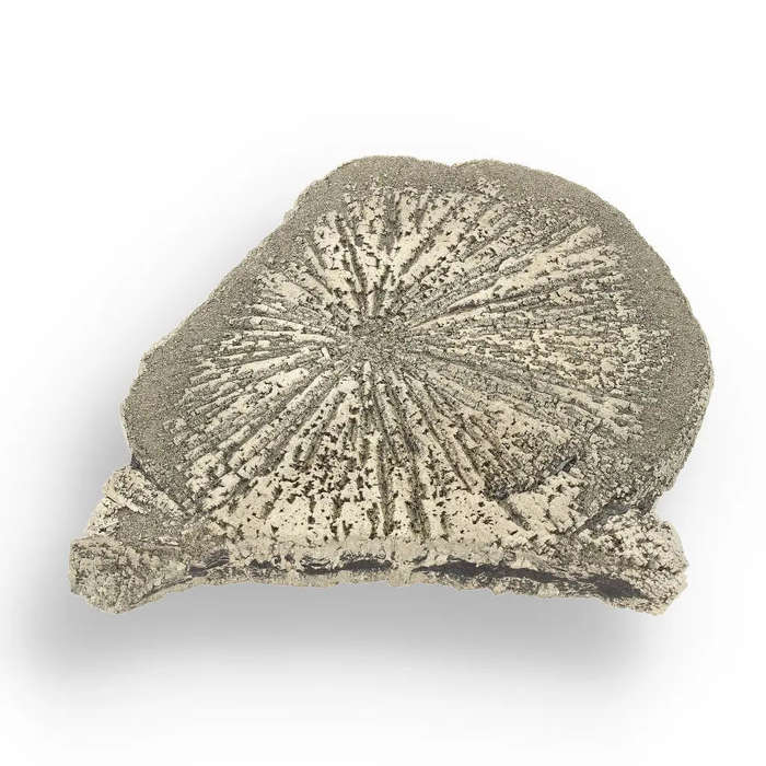 Pyrite Sun: Illinois-Grown Specimen with Intricate Details