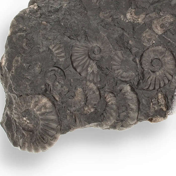 Rare Peruvian Ammonite Cluster - Jurassic Fossil