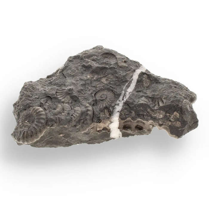 Rare Peruvian Ammonite Cluster - Jurassic Fossil