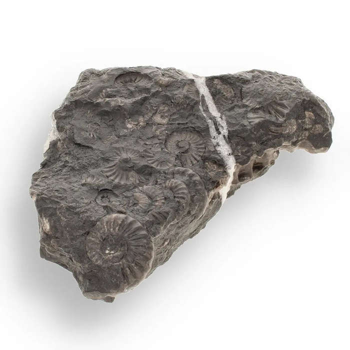 Rare Peruvian Ammonite Cluster - Jurassic Fossil