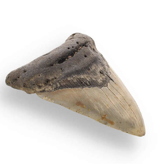 Authentic Megalodon Shark Tooth: Unearth the Ultimate Fossil