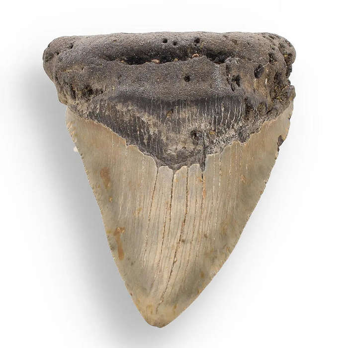 Authentic Megalodon Shark Tooth: Unearth the Ultimate Fossil