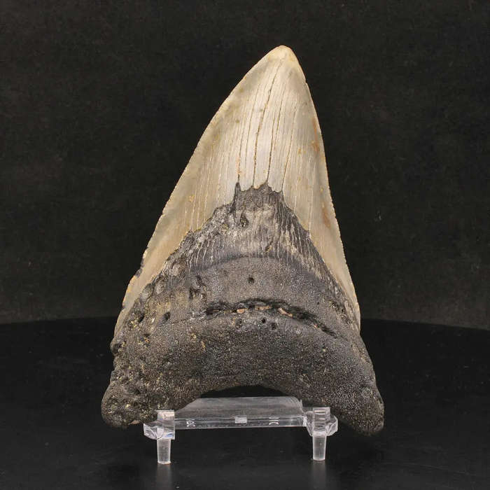 Authentic Megalodon Shark Tooth: Unearth the Ultimate Fossil