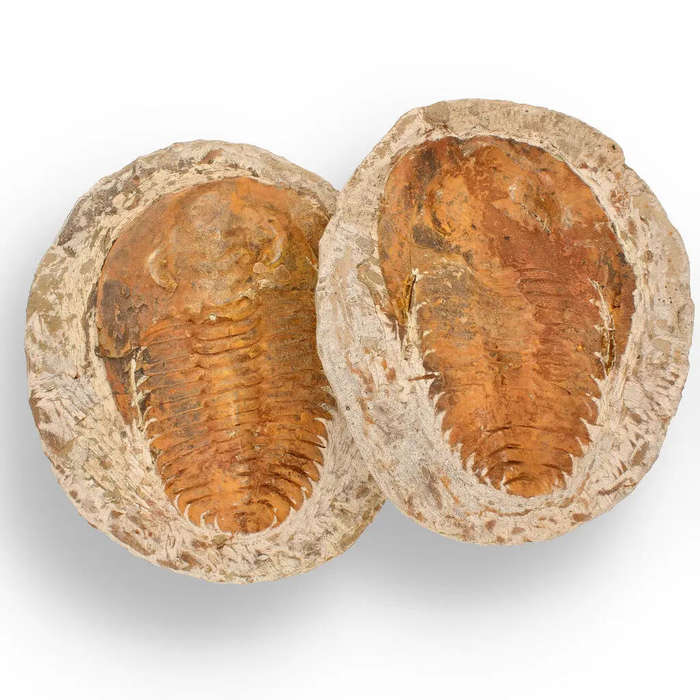 Cambropallas Trilobite with Perfect Positive-Negative Split  509 MYA