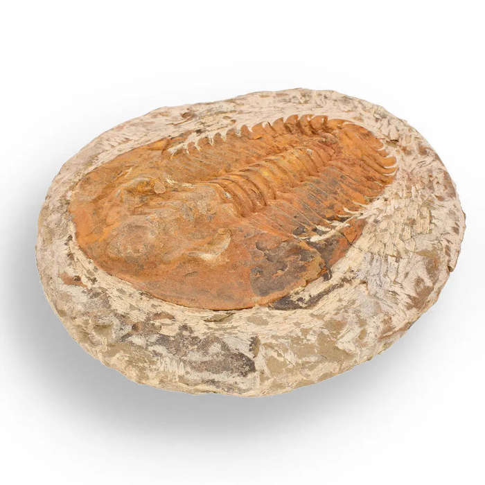 Cambropallas Trilobite with Perfect Positive-Negative Split  509 MYA