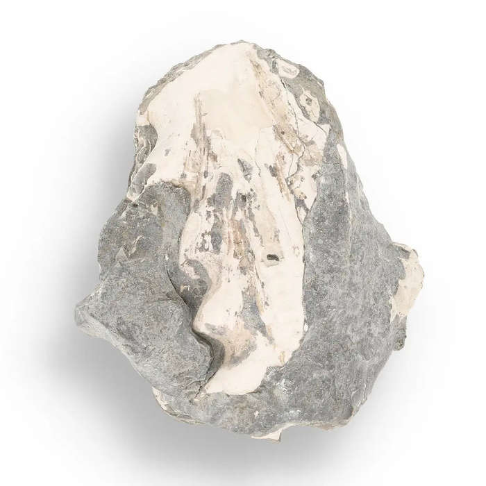 Pyritized Ammonite and Clam Shell Fossil - Sparkling Marine Fossils Bundle
