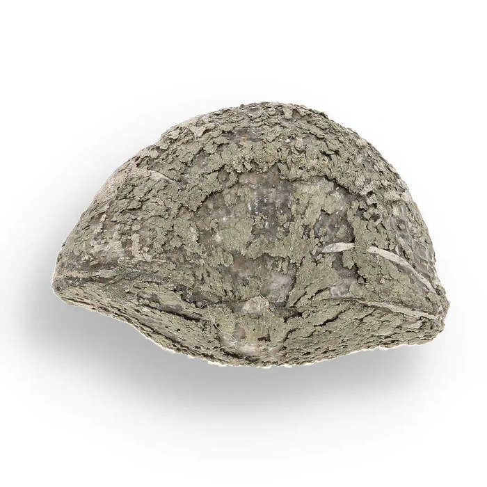 Pyritized Ammonite and Clam Shell Fossil - Sparkling Marine Fossils Bundle
