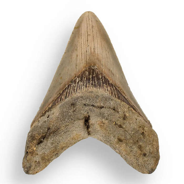 Authentic Megalodon Shark Tooth  Ultimate Collectors Find