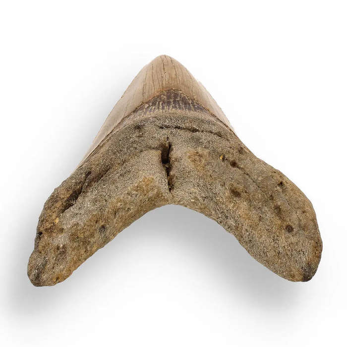 Authentic Megalodon Shark Tooth  Ultimate Collectors Find