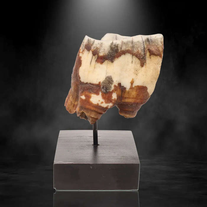Woolly Rhino Tooth: Ice Age Relic
