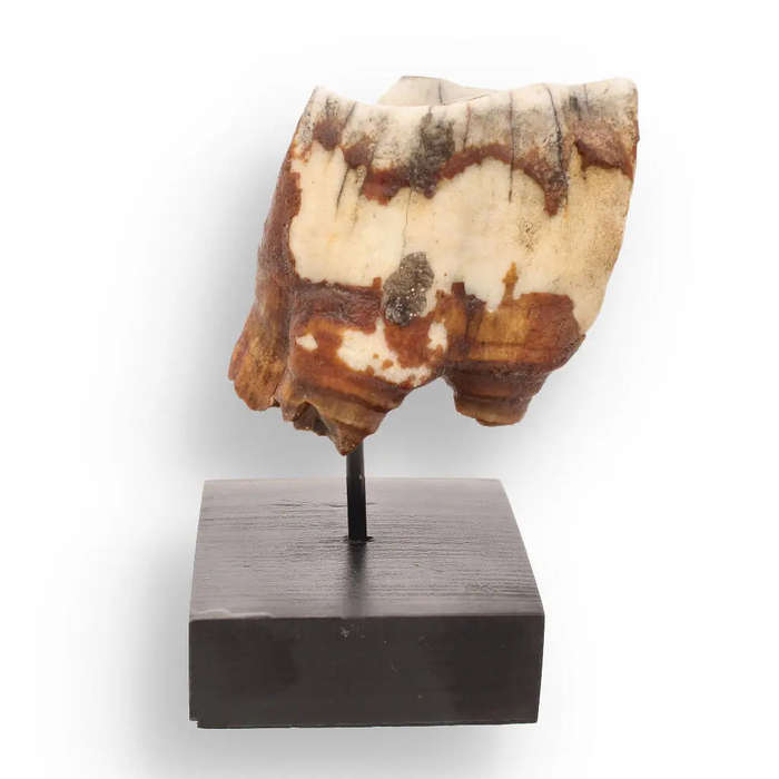 Woolly Rhino Tooth: Ice Age Relic
