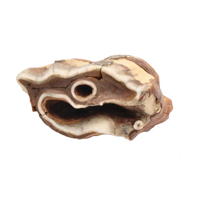 Woolly Rhino Tooth: Ice Age Relic