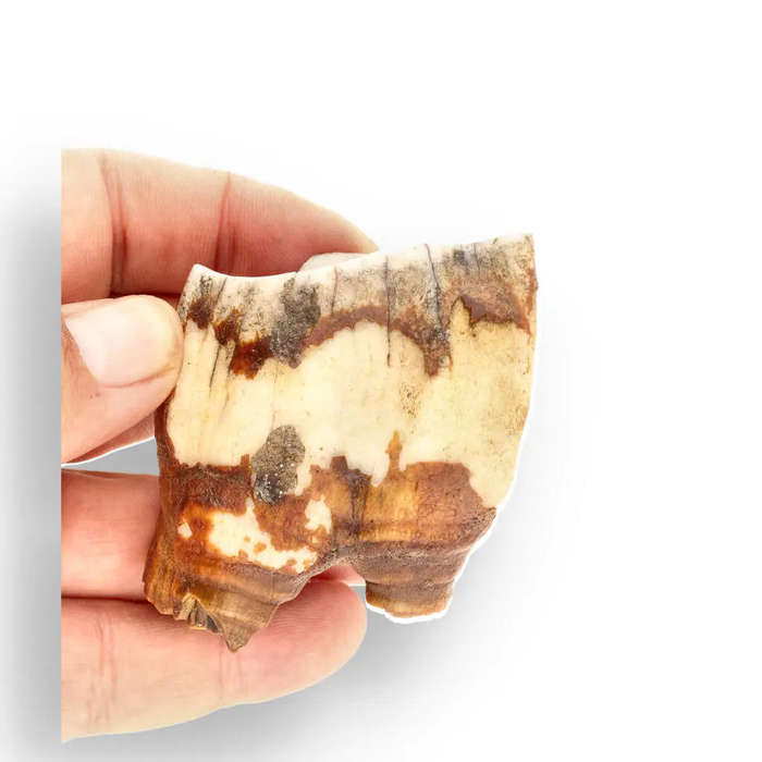 Woolly Rhino Tooth: Ice Age Relic