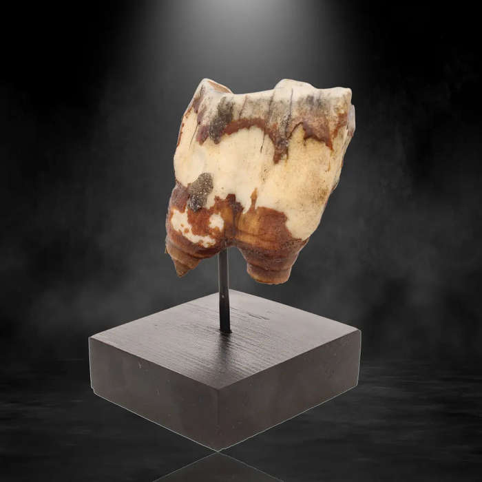 Woolly Rhino Tooth: Ice Age Relic