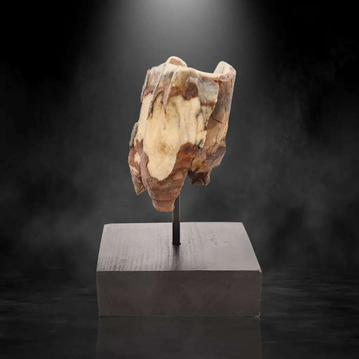 Woolly Rhino Tooth: Ice Age Relic