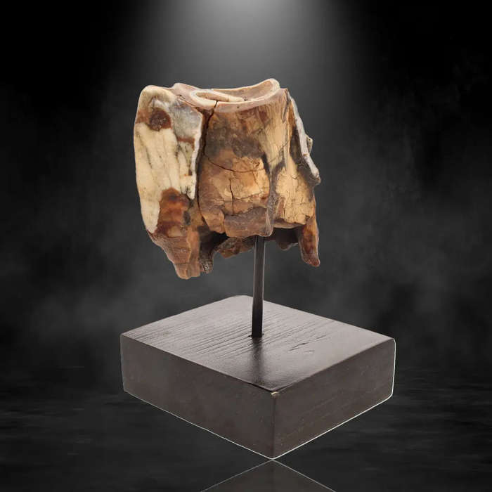 Woolly Rhino Tooth: Ice Age Relic