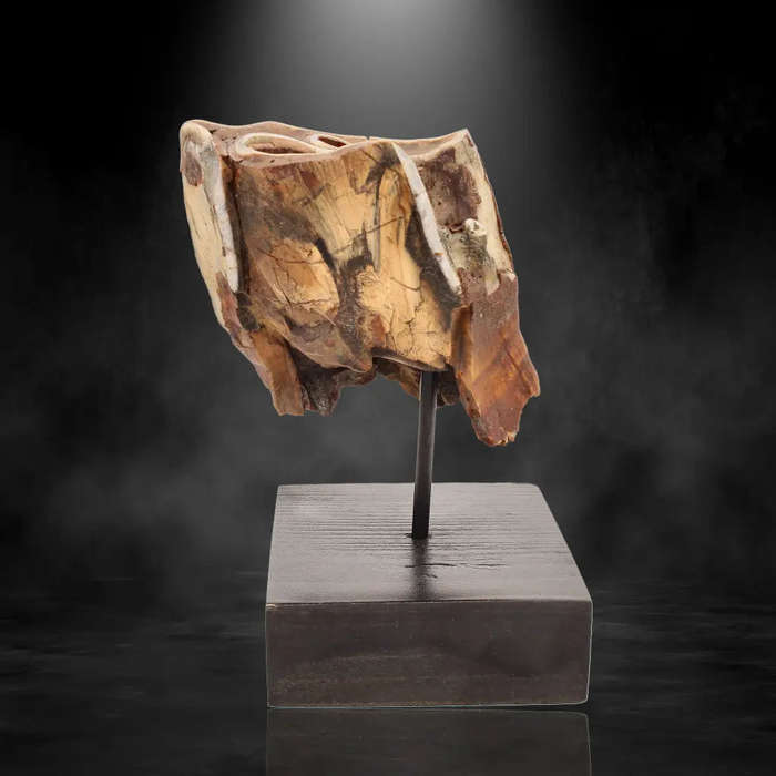 Woolly Rhino Tooth: Ice Age Relic