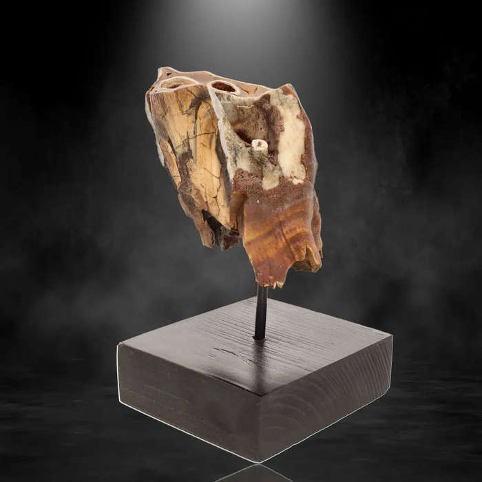 Woolly Rhino Tooth: Ice Age Relic