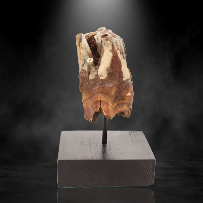 Woolly Rhino Tooth: Ice Age Relic