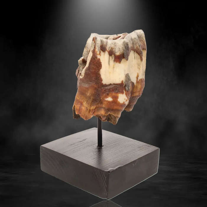 Woolly Rhino Tooth: Ice Age Relic