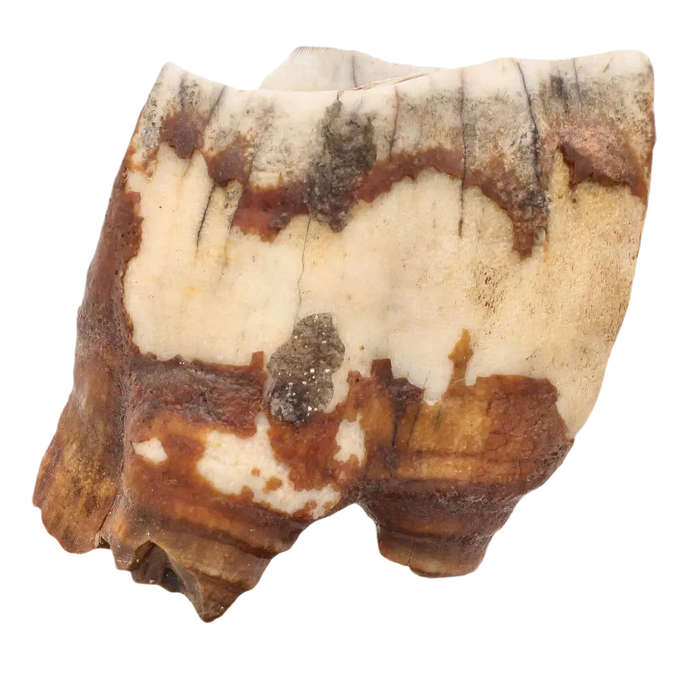 Woolly Rhino Tooth: Ice Age Relic