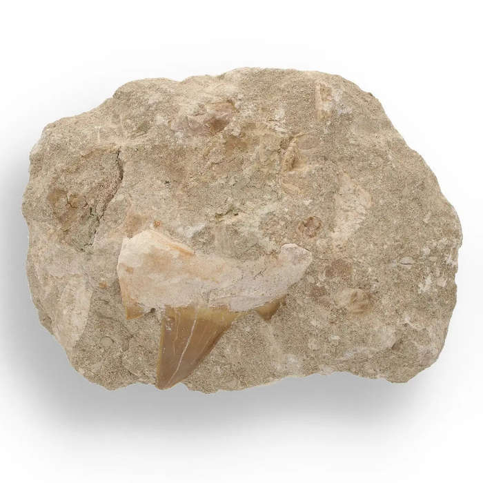 Magnificent Otodus Obliquus Shark Tooth on Matrix from Oulad Abdoun Basin, Morocco - 55 Million Y...