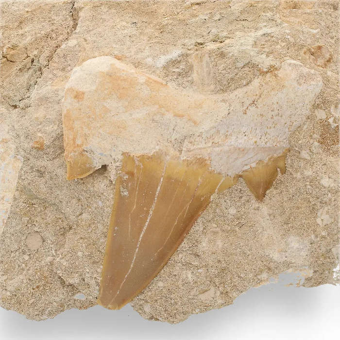 Magnificent Otodus Obliquus Shark Tooth on Matrix from Oulad Abdoun Basin, Morocco - 55 Million Y...