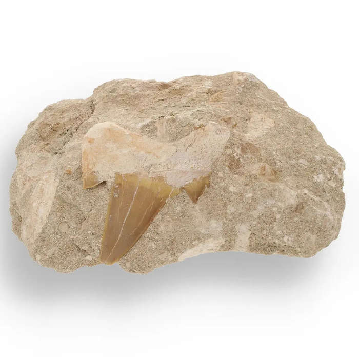 Magnificent Otodus Obliquus Shark Tooth on Matrix from Oulad Abdoun Basin, Morocco - 55 Million Y...