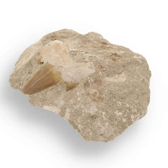Magnificent Otodus Obliquus Shark Tooth on Matrix from Oulad Abdoun Basin, Morocco - 55 Million Y...