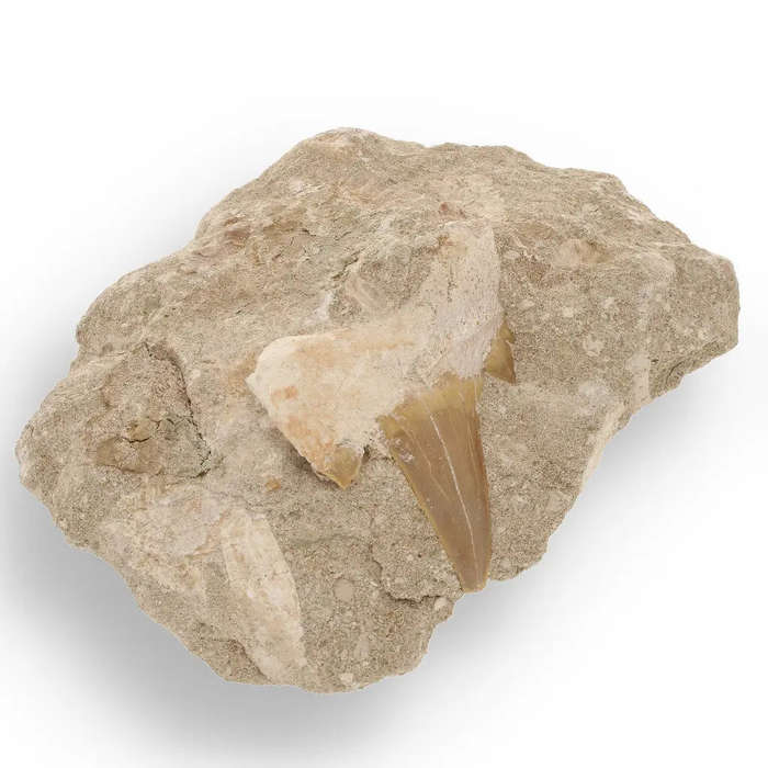 Magnificent Otodus Obliquus Shark Tooth on Matrix from Oulad Abdoun Basin, Morocco - 55 Million Y...