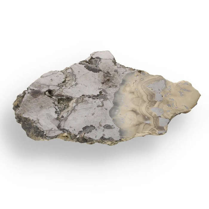 Exquisite Olkusz Schalenblende: Hand-Polished Sphalerite, Galena, Marcasite with Colloform Texture