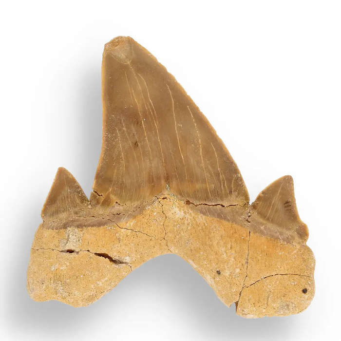 Otodus Obliquus - 65 Million Year Old Shark Tooth Fossil Specimen