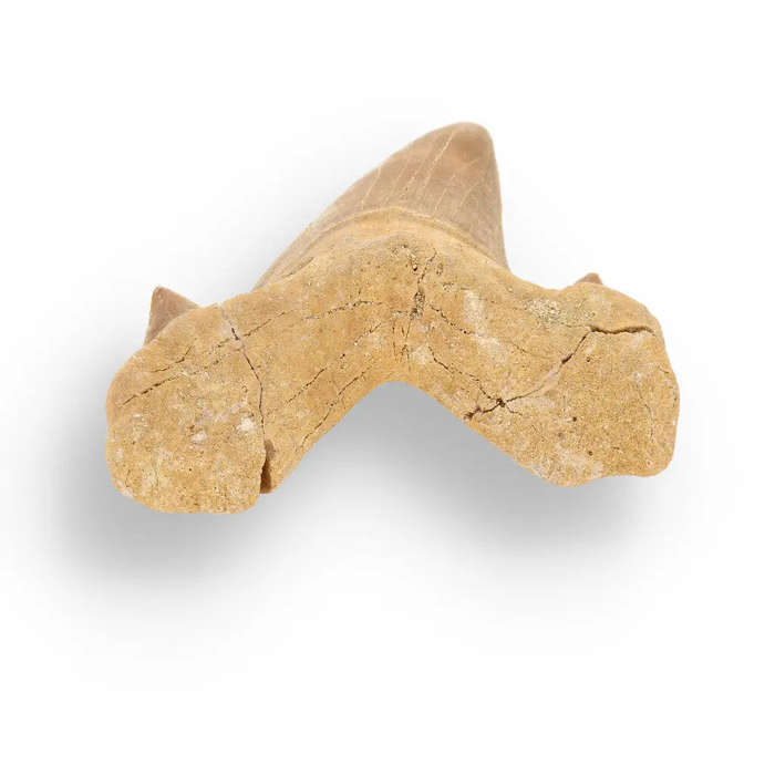 Otodus Obliquus - 65 Million Year Old Shark Tooth Fossil Specimen