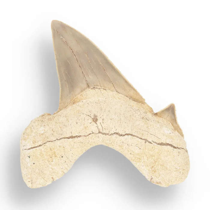 Otodus Obliquus - Prehistoric Mega Shark Tooth with Serrated Edges