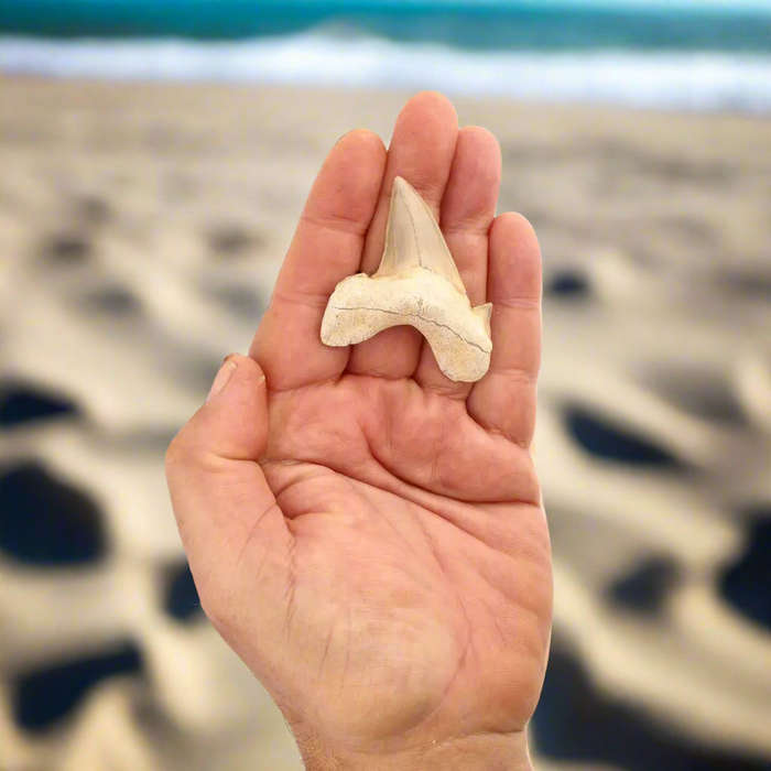 Otodus Obliquus - Prehistoric Mega Shark Tooth with Serrated Edges