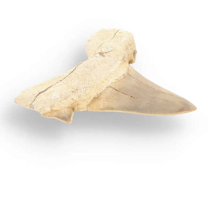 Otodus Obliquus - Prehistoric Mega Shark Tooth with Serrated Edges