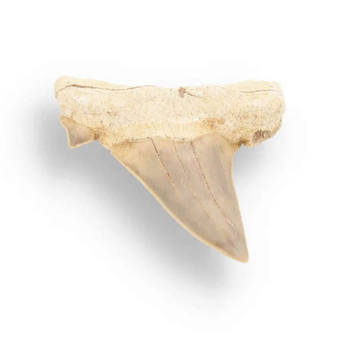 Otodus Obliquus - Prehistoric Mega Shark Tooth with Serrated Edges