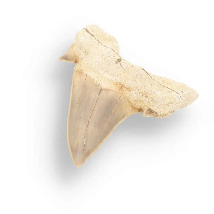 Otodus Obliquus - Prehistoric Mega Shark Tooth with Serrated Edges