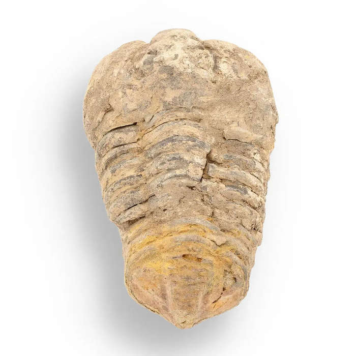 Calymene Trilobite Fossil  Ancient Life Captured in Rock