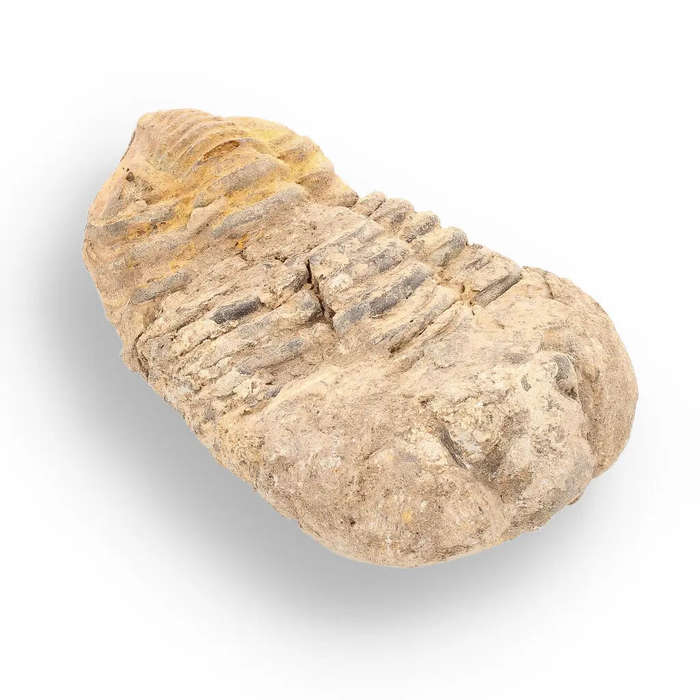 Calymene Trilobite Fossil  Ancient Life Captured in Rock