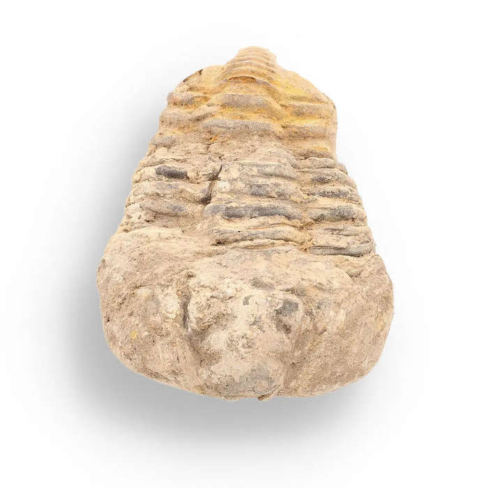Calymene Trilobite Fossil  Ancient Life Captured in Rock